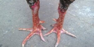 Vảy Gà Huyền Trâm - Cách Nhận Biết Một Số Loại Vảy Hiệu Quả