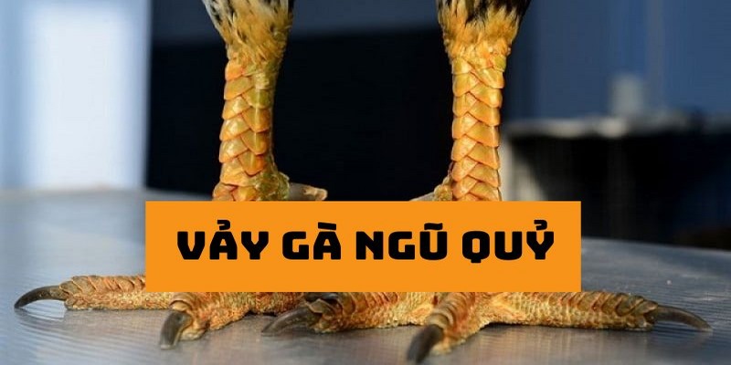 Cách huấn luyện cho chiến kê vảy ngũ quỷ