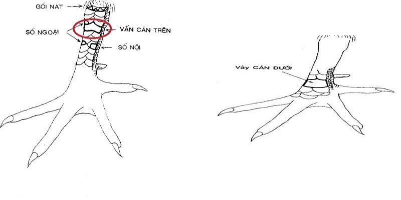 Top 5+ loại vảy quý sư kê không nên bỏ qua