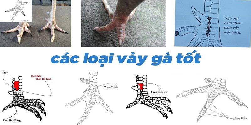 Vảy Gà Quý - Cách Chọn Thần Kê Bách Chiến Bách Thắng Chuẩn