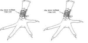 Vảy Gà Xấu - Top 5+ Loại Vảy Gà Không Tốt Sư Kê Cần Tránh