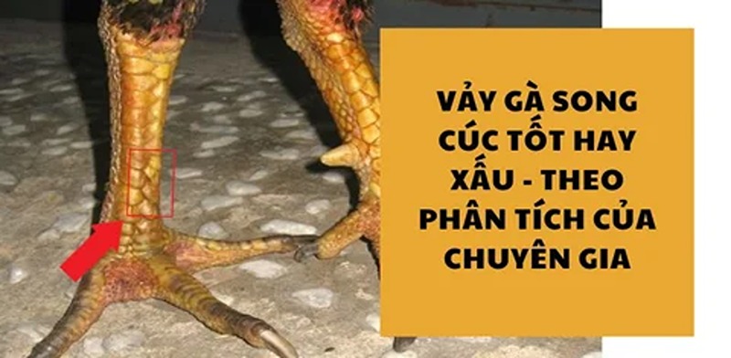 Hình ảnh vảy gà song cúc