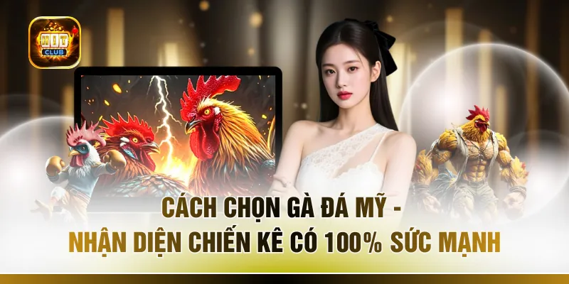 Cách Chọn Gà Đá Mỹ - Nhận Diện Chiến Kê Có 100% Sức Mạnh