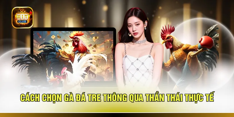 Cách chọn gà đá tre thông qua thần thái thưc tế