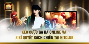 Kèo Cược Gà Đá Online Và 3 Bí Quyết Bách Chiến Tại HITCLUB