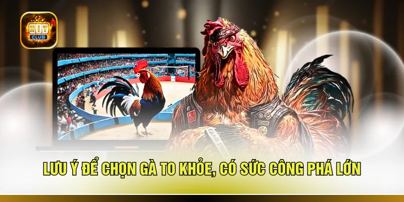 Lưu ý để chọn gà to khỏe, có sức công phá lớn