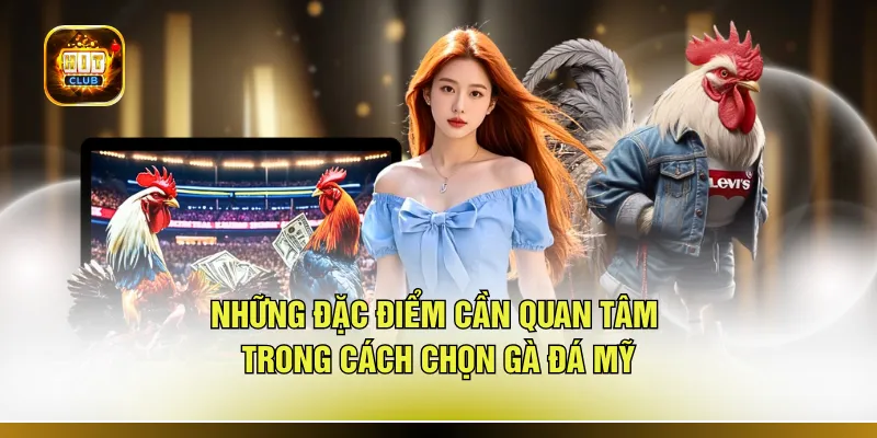 Những đặc điểm cần quan tâm trong cách chọn gà đá Mỹ