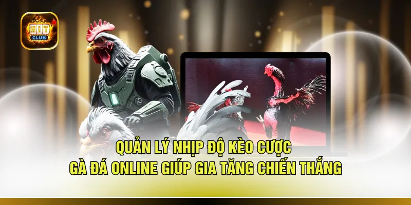 Quản lý nhịp độ kèo cược gà đá online giúp gia tăng chiến thắng