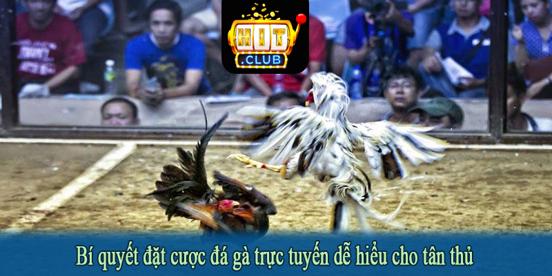 Bí quyết đặt cược đá gà trực tuyến dễ hiểu cho tân thủ
