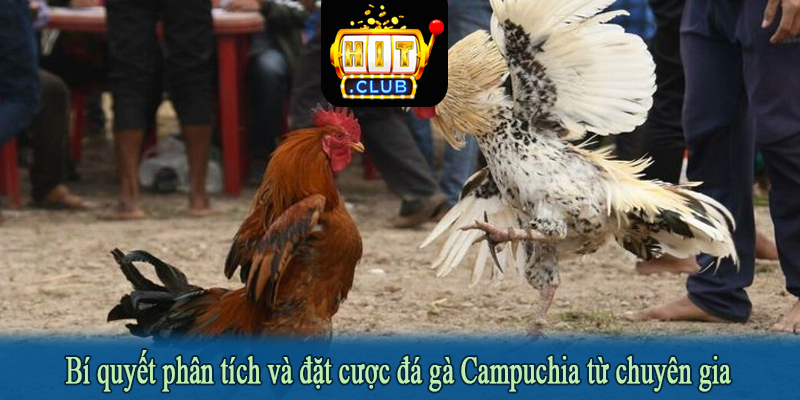 Bí quyết phân tích và đặt cược đá gà Campuchia từ chuyên gia