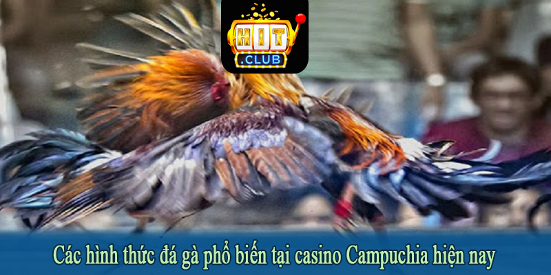Các hình thức đá gà phổ biến tại casino Campuchia hiện nay