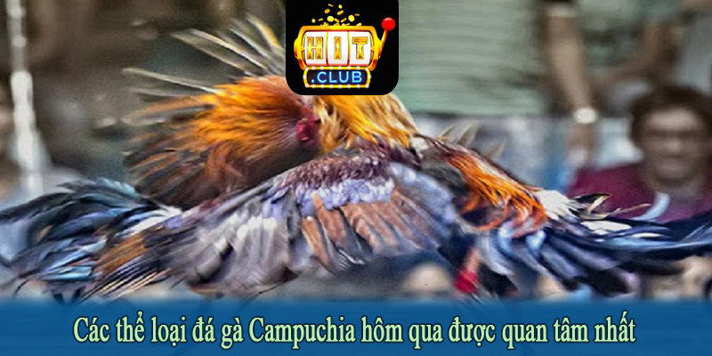Các thể loại đá gà Campuchia hôm qua được quan tâm nhất