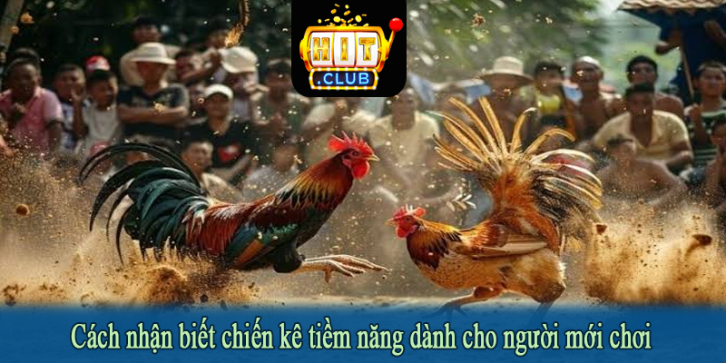 Cách nhận biết chiến kê tiềm năng dành cho người mới chơi