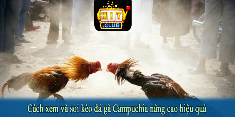 Cách xem và soi kèo đá gà Campuchia nâng cao hiệu quả