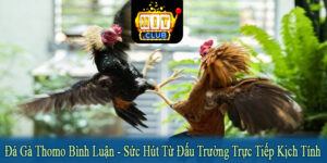đá gà Thomo bình luận