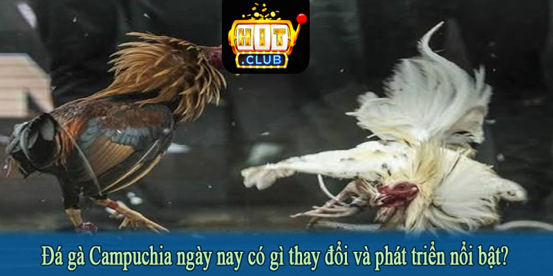 Đá gà Campuchia ngày nay có gì thay đổi và phát triển nổi bật?