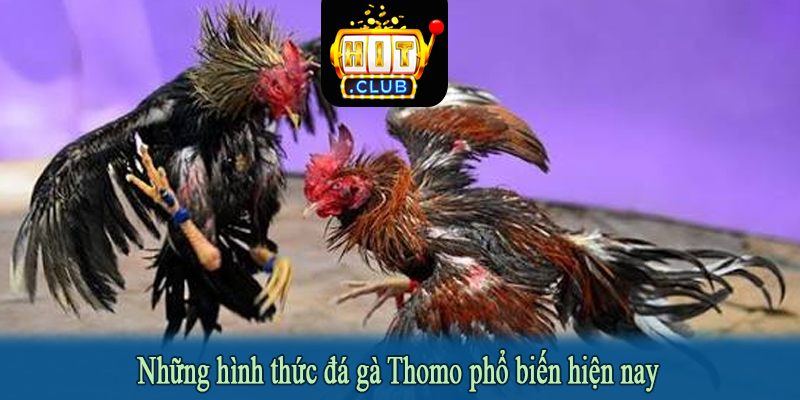 Những hình thức đá gà Thomo phổ biến hiện nay
