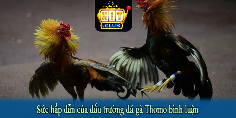 Sức hấp dẫn của đấu trường đá gà Thomo bình luận