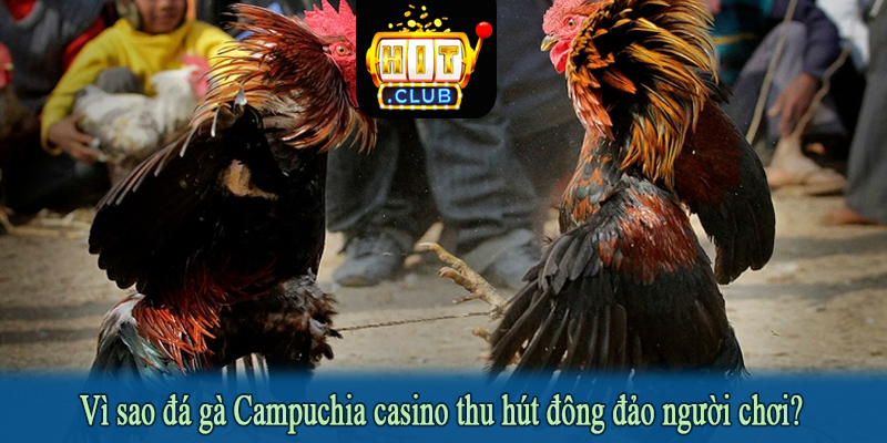 Vì sao đá gà Campuchia casino thu hút đông đảo người chơi?