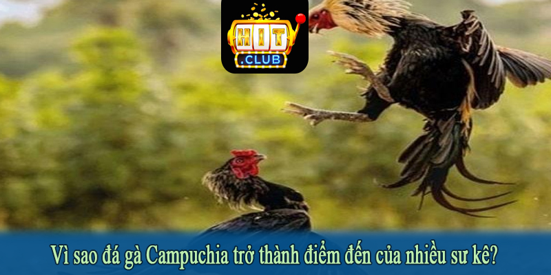 Vì sao đá gà Campuchia trở thành điểm đến của nhiều sư kê?